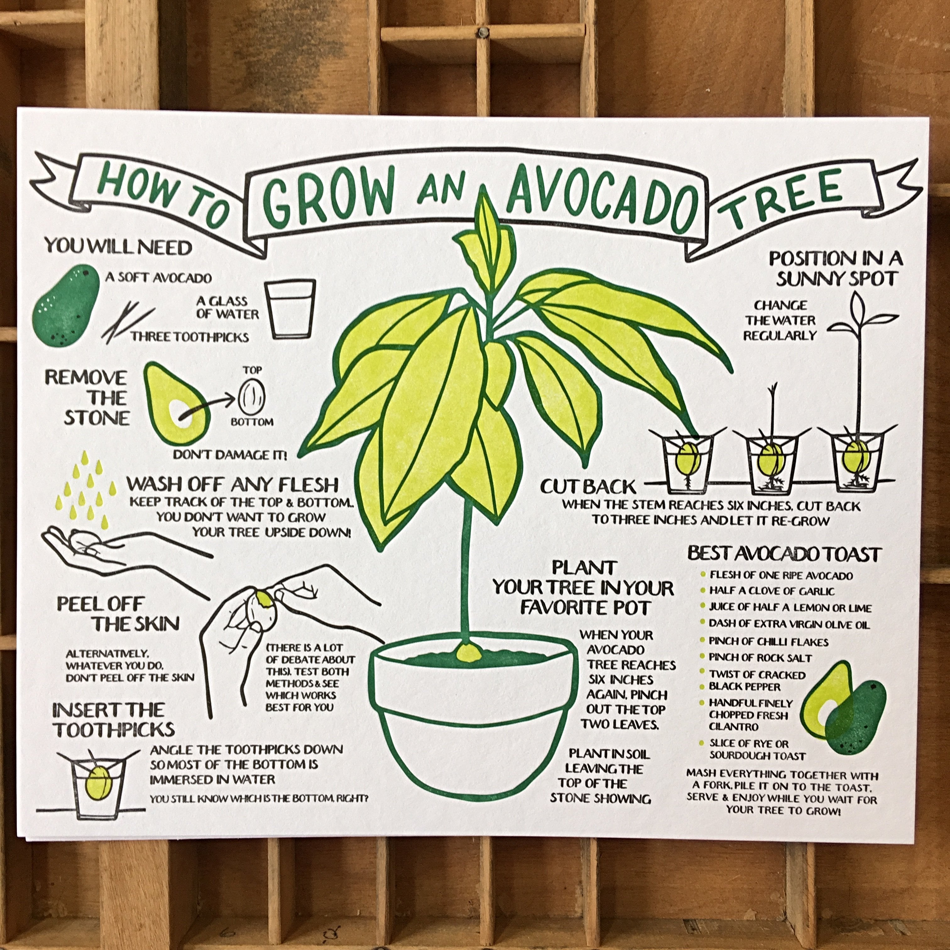 abocadoページ How To Grow An Avocado Tree Broadside – Big Wheel Press