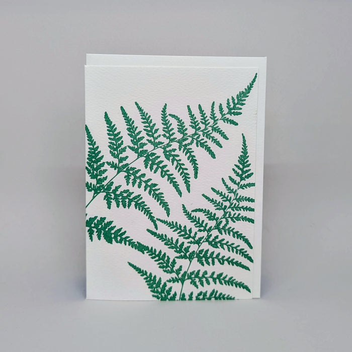 Silverback Fern