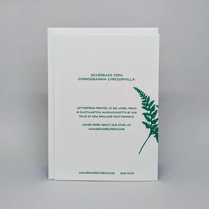 Silverback Fern