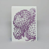 Hydrangea