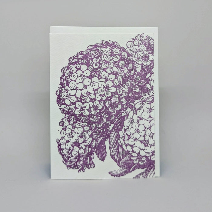 Hydrangea