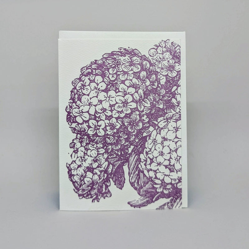 Hydrangea