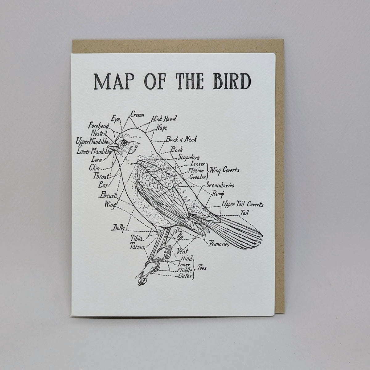 Map of the Bird