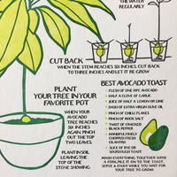 How To Grow An Avocado Tree Broadside
